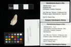 Foto (Objekt + Etiketten) von Cracensigillatus acutirostris (Moericke, 1889) 